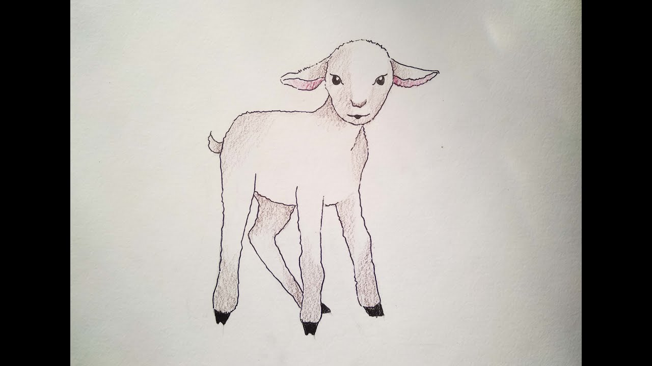 Lamb sketch. Farm wool animal. Sheep drawing Stock Vector Image & Art -  Alamy